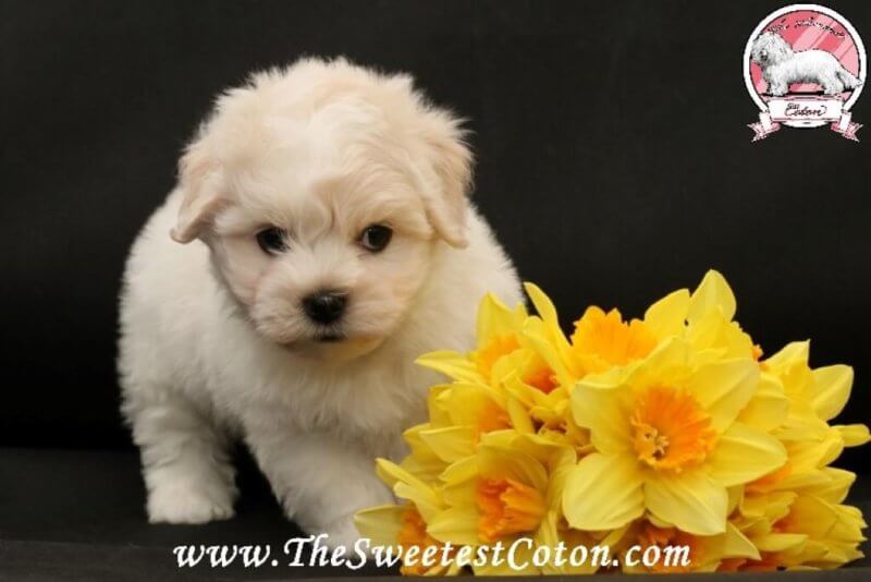 Coton de Tulear puppies for sale new photos